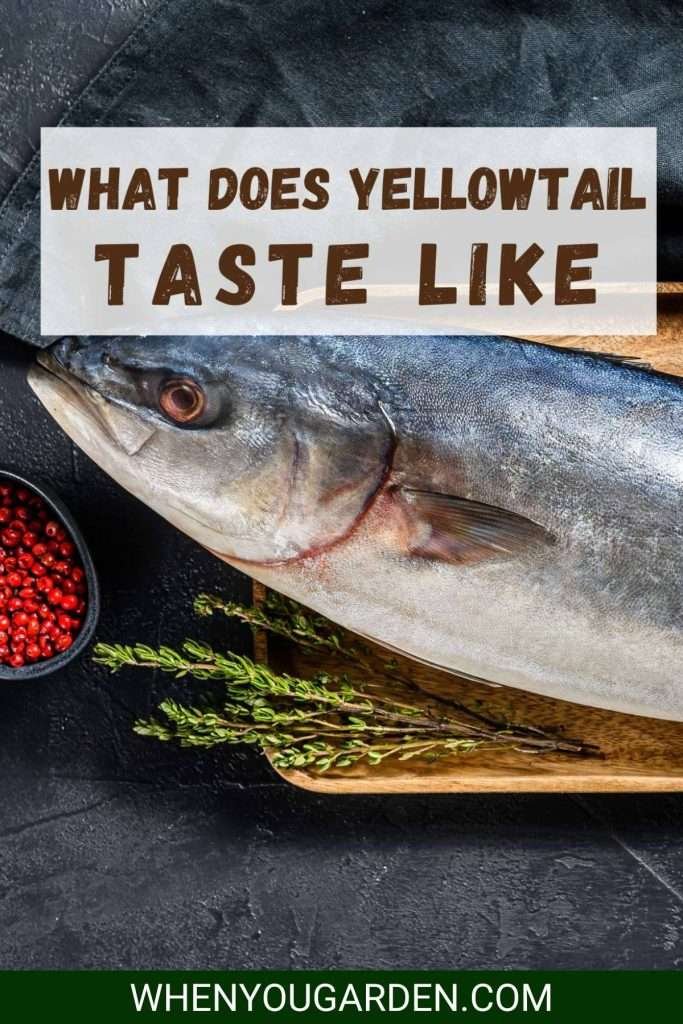 What Does Yellowtail Taste Like Pin