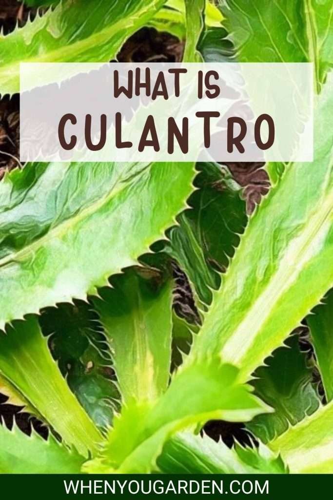 What Is Culantro Pin