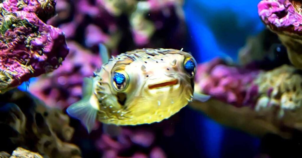 What Does Puffer Fish Taste Like