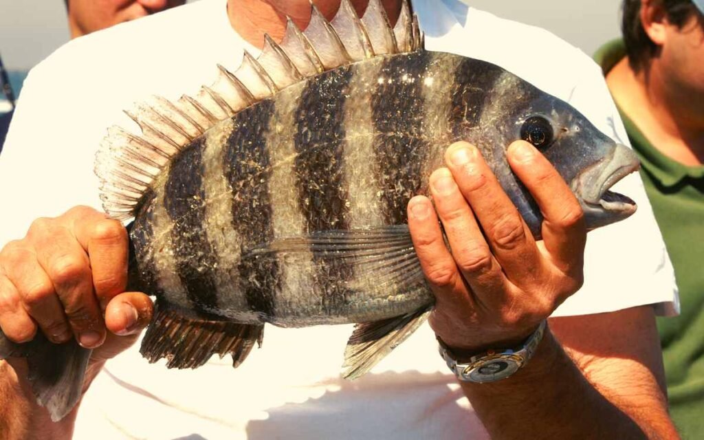How to Shop for Sheepshead Fish