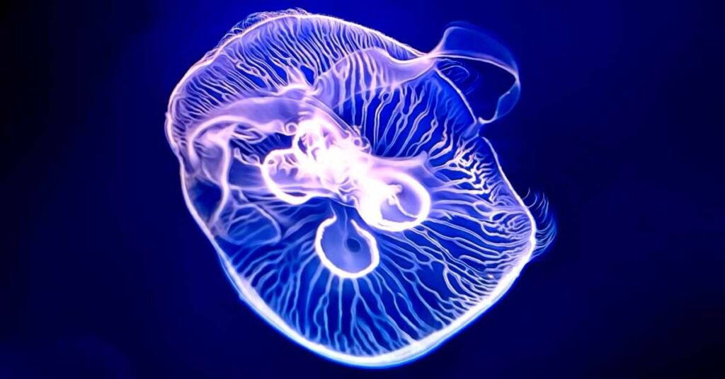 What Do Jellyfish Taste Like