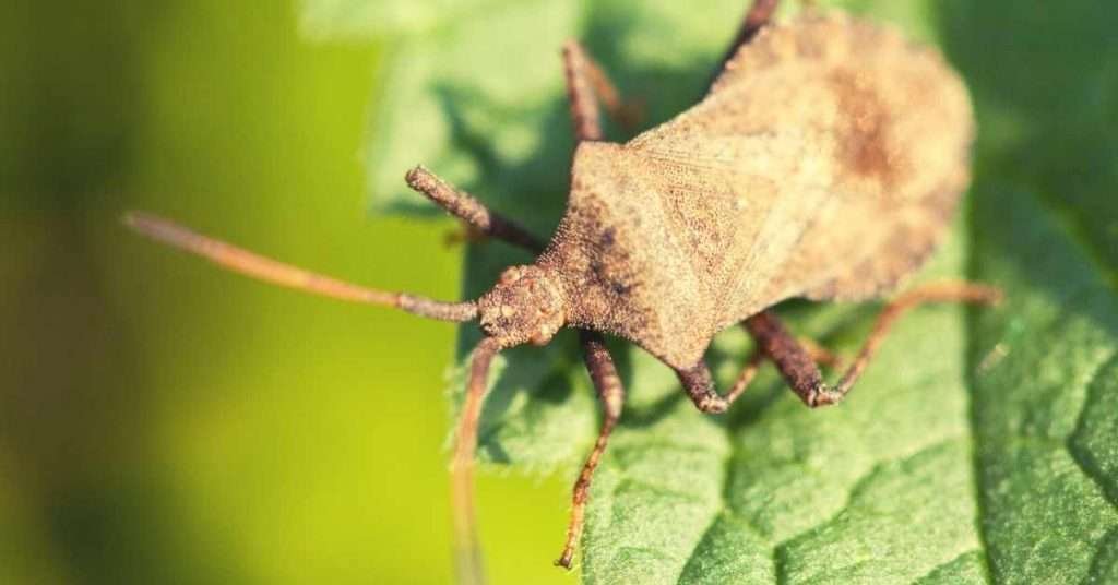 benefits of stink bugs
