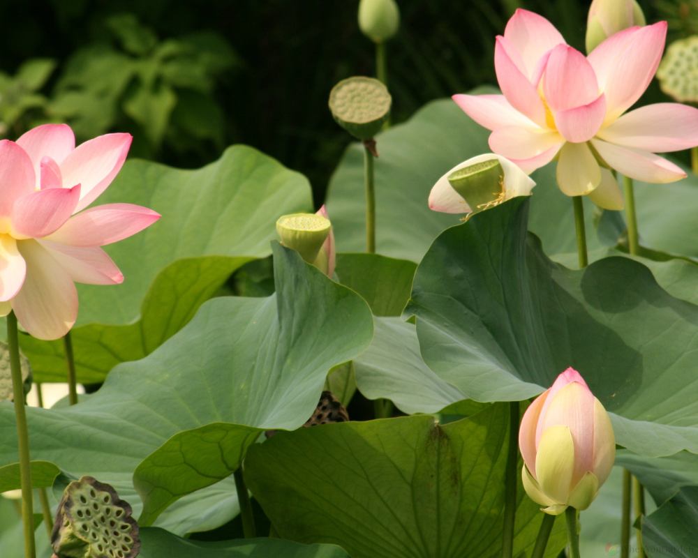 Grow Lotus from Tubers