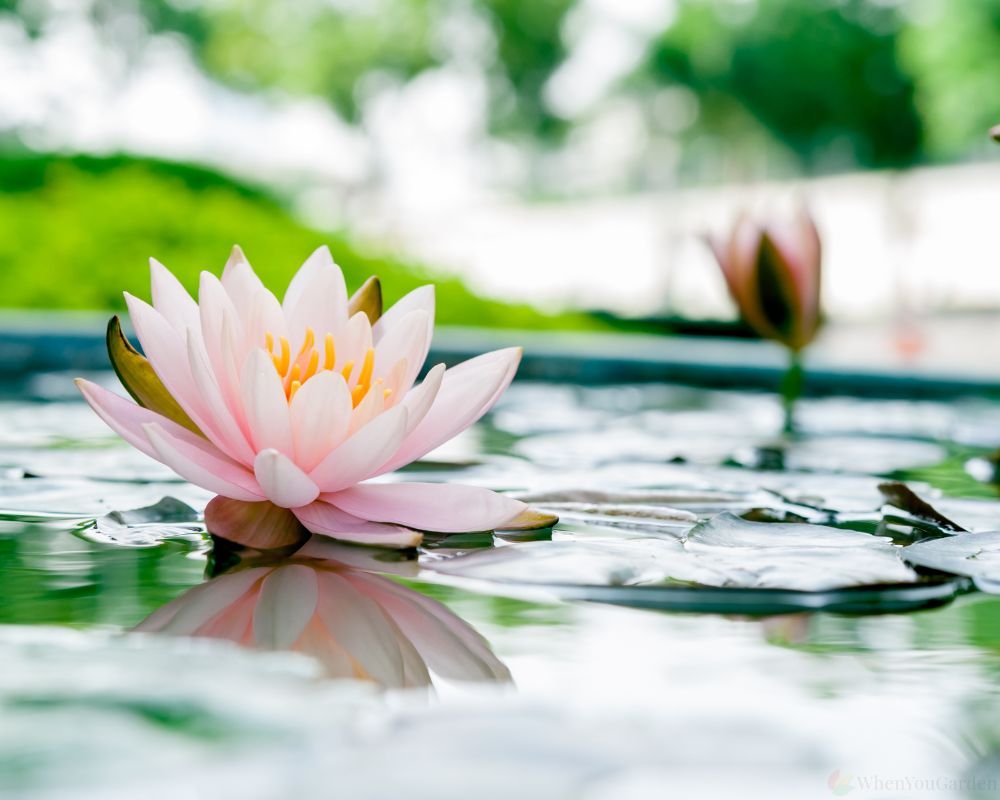 Lotus Flower In Your Garden