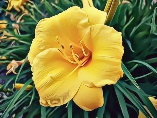 Stella D' Oro Flower Photo