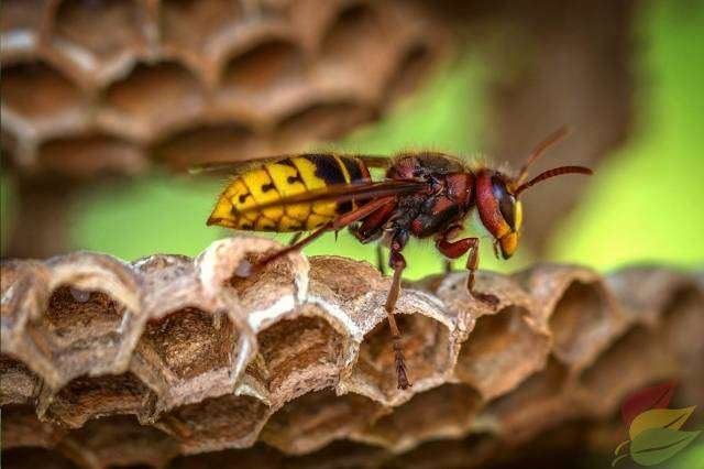 Stink Bug wasp -