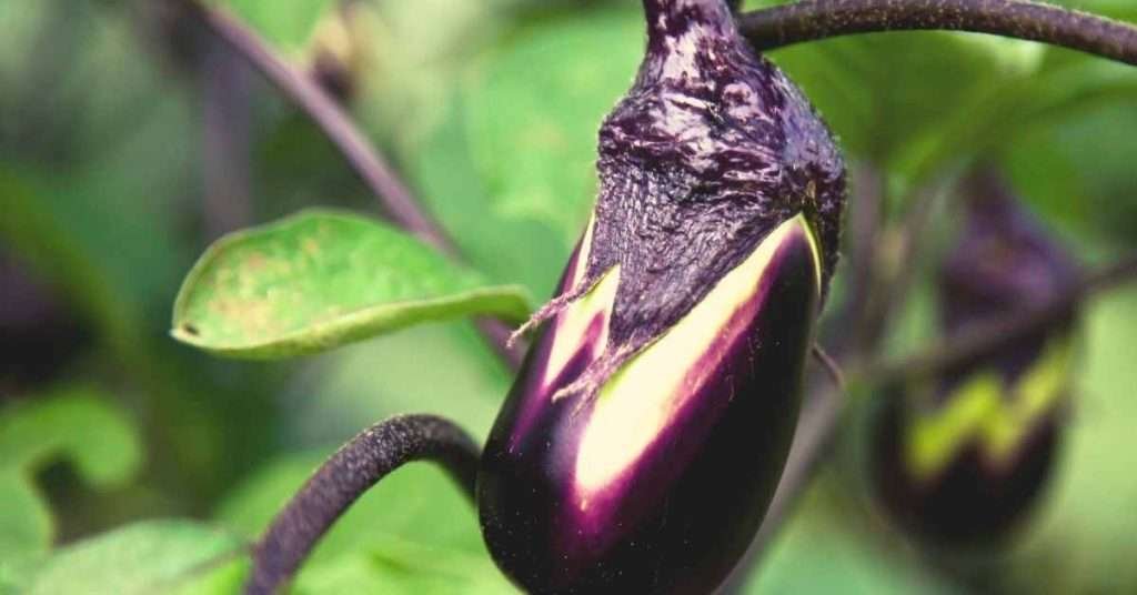 how to grow eggplant in a pot