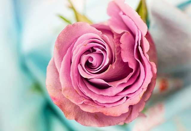 preserving a pink rose