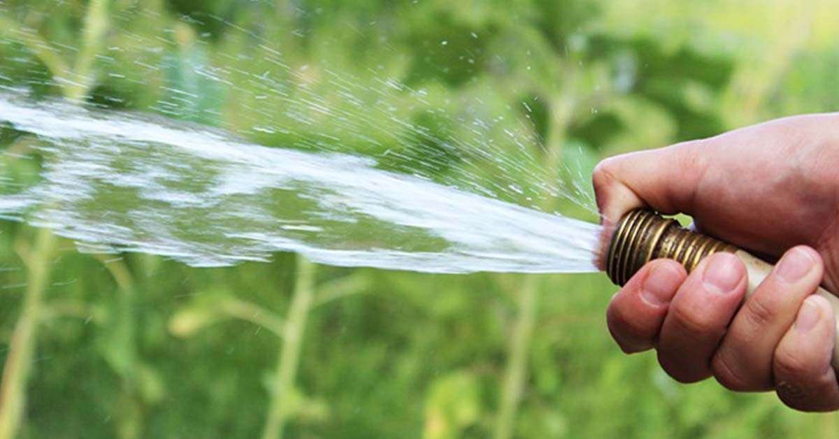 using regular water safe for plants 1
