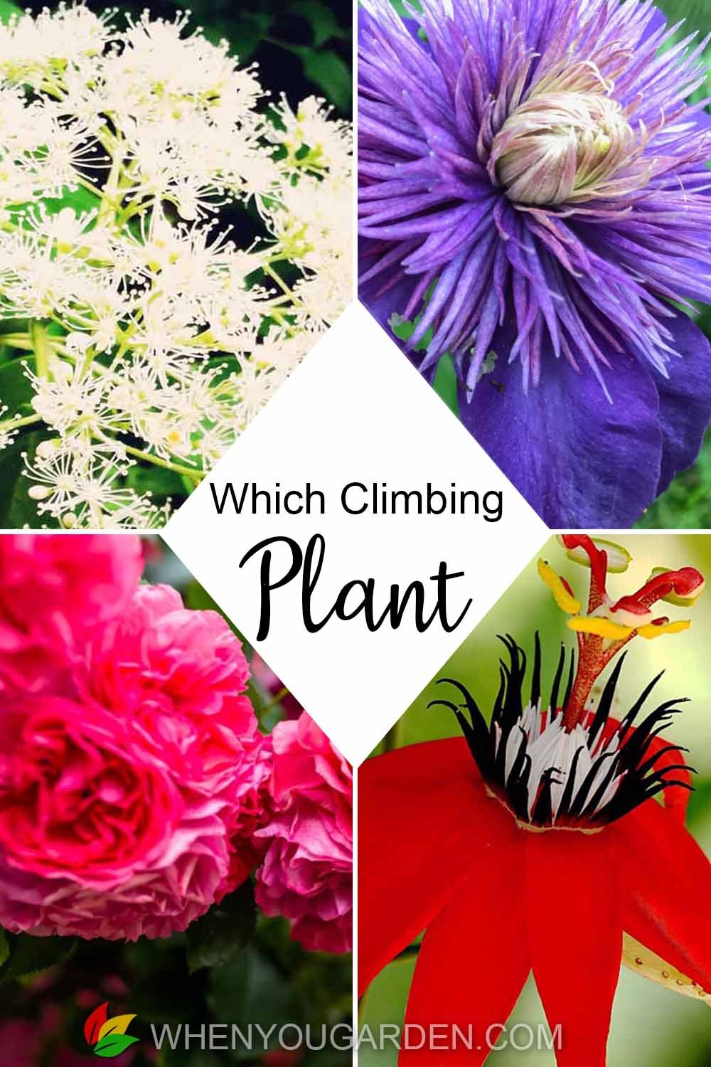 Which Climbing Plant?