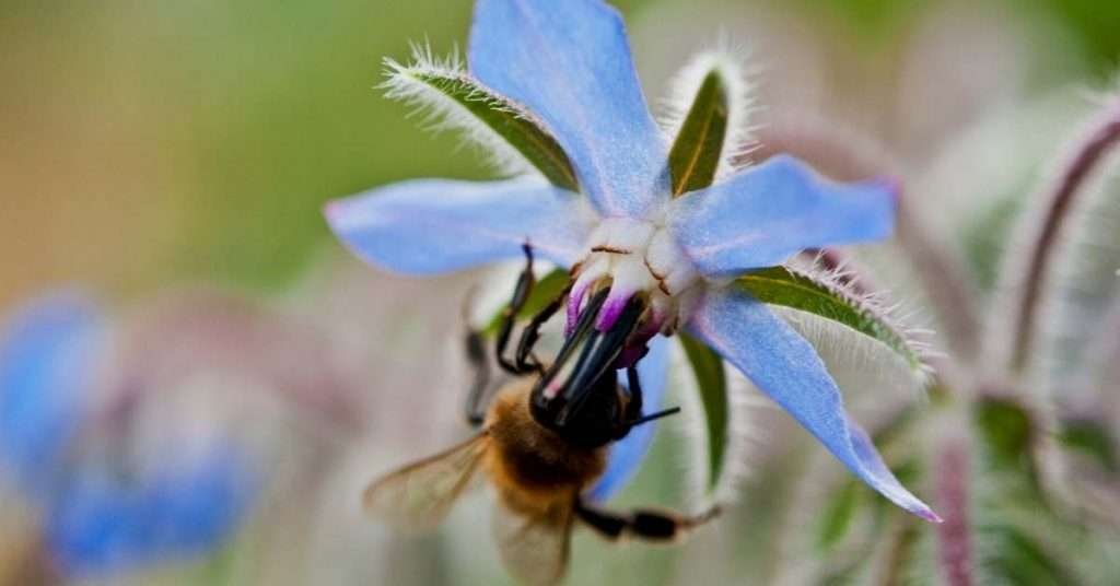 Blue Borage To Attract Bees