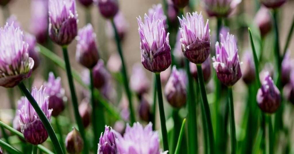 Chives To Attract Bees