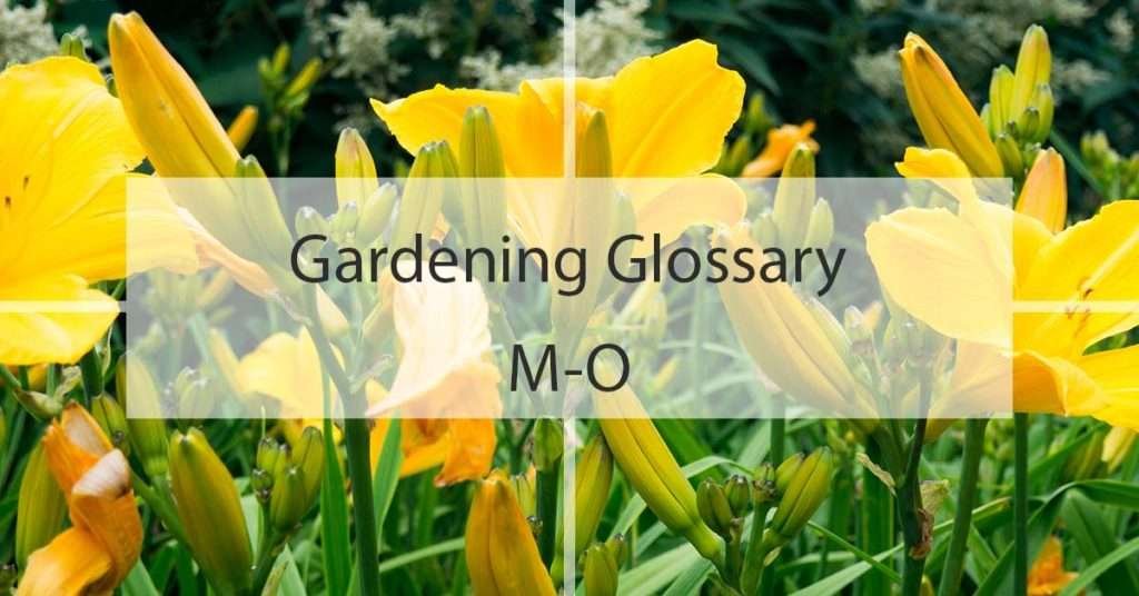 Gardening Glossary M-O
