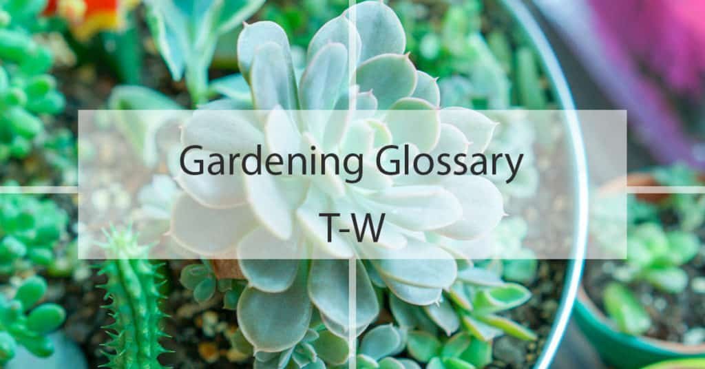 Gardening Glossary T-W