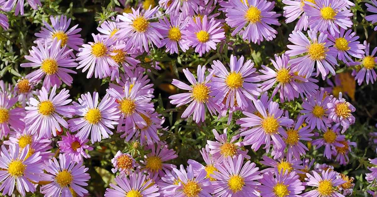 Aster Flower To Attract Bees