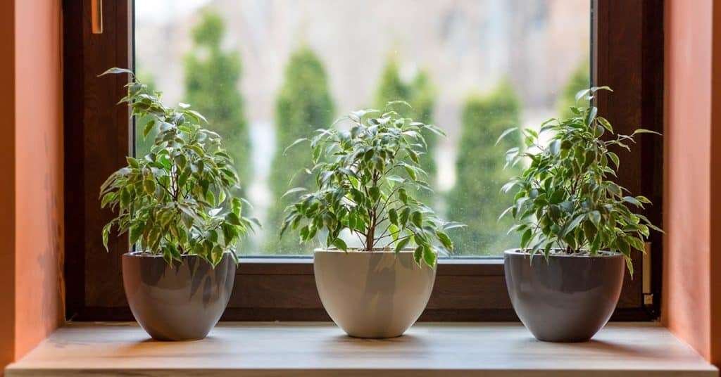 types of herbs to grow indoors