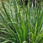 Lemongrass: A Plant with Superpowers!