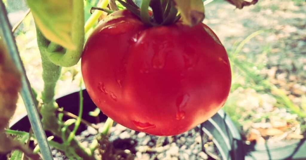 phoenix tomato plant