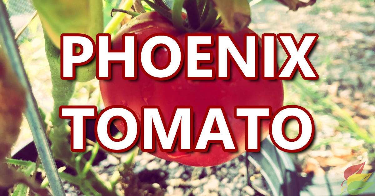 phoenix tomato