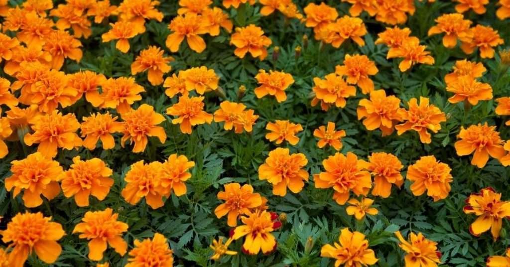 annual flowers marigold