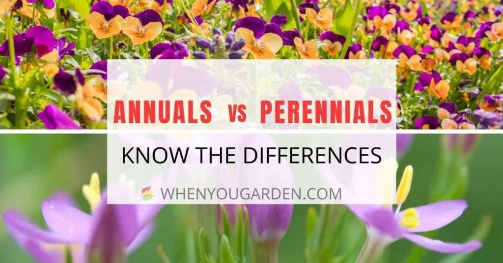 annuals vs perennials