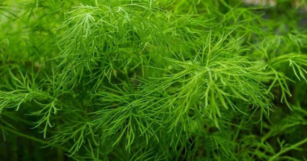care for dill plant