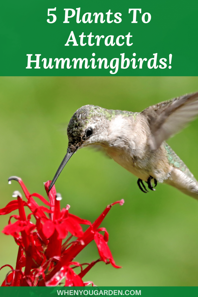 Plants To Attract Hummingbirds