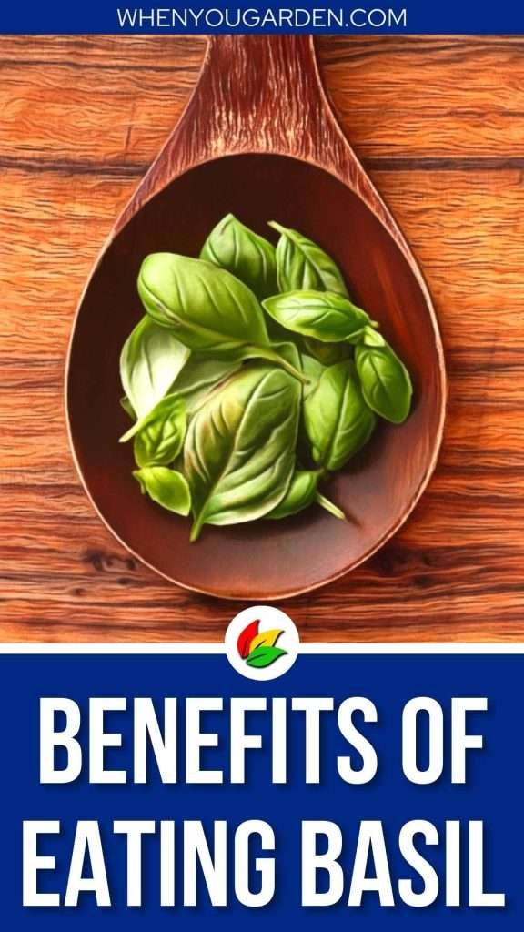 Benefits of Eating Basil