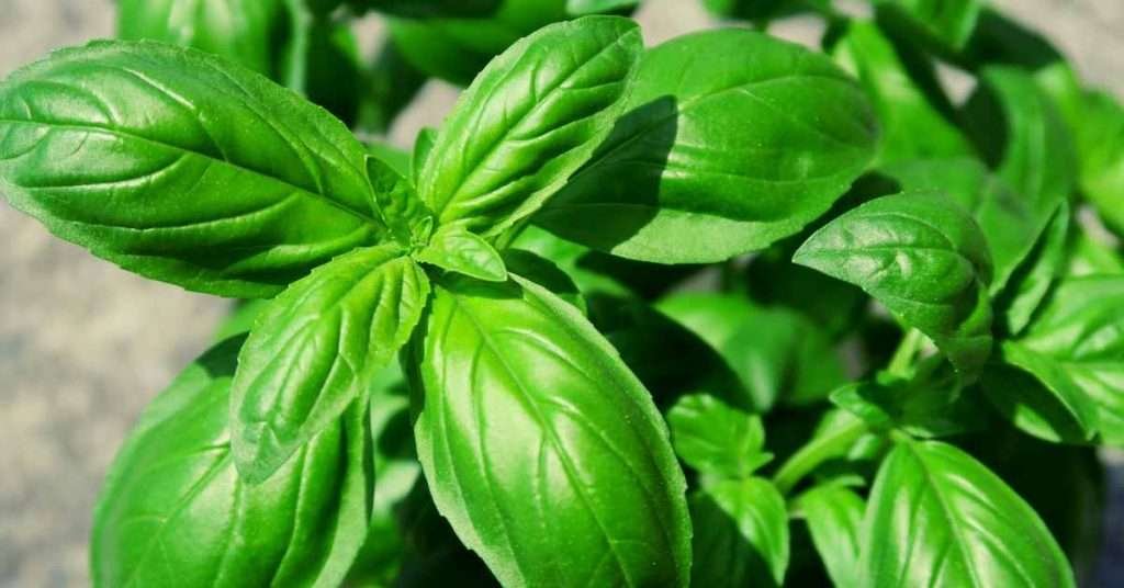 Benefits of Eating Sweet Basil Leaves