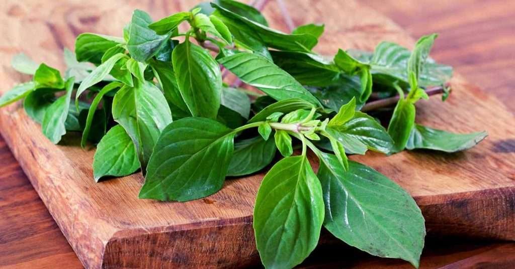 Benefits of Eating Thai Basil Leaves