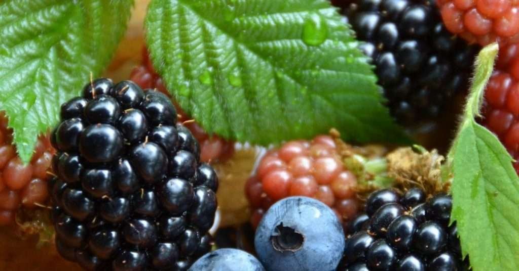 Berries To Grow In Containers