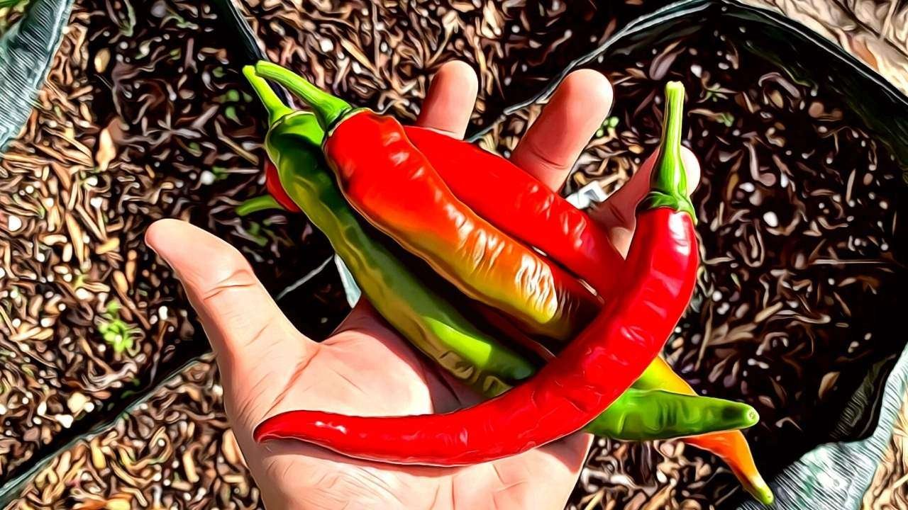 Cowhorn Pepper Info and Care