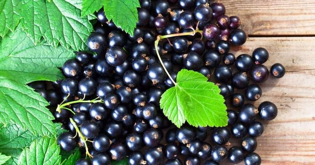 Grow Black Currant in Containers