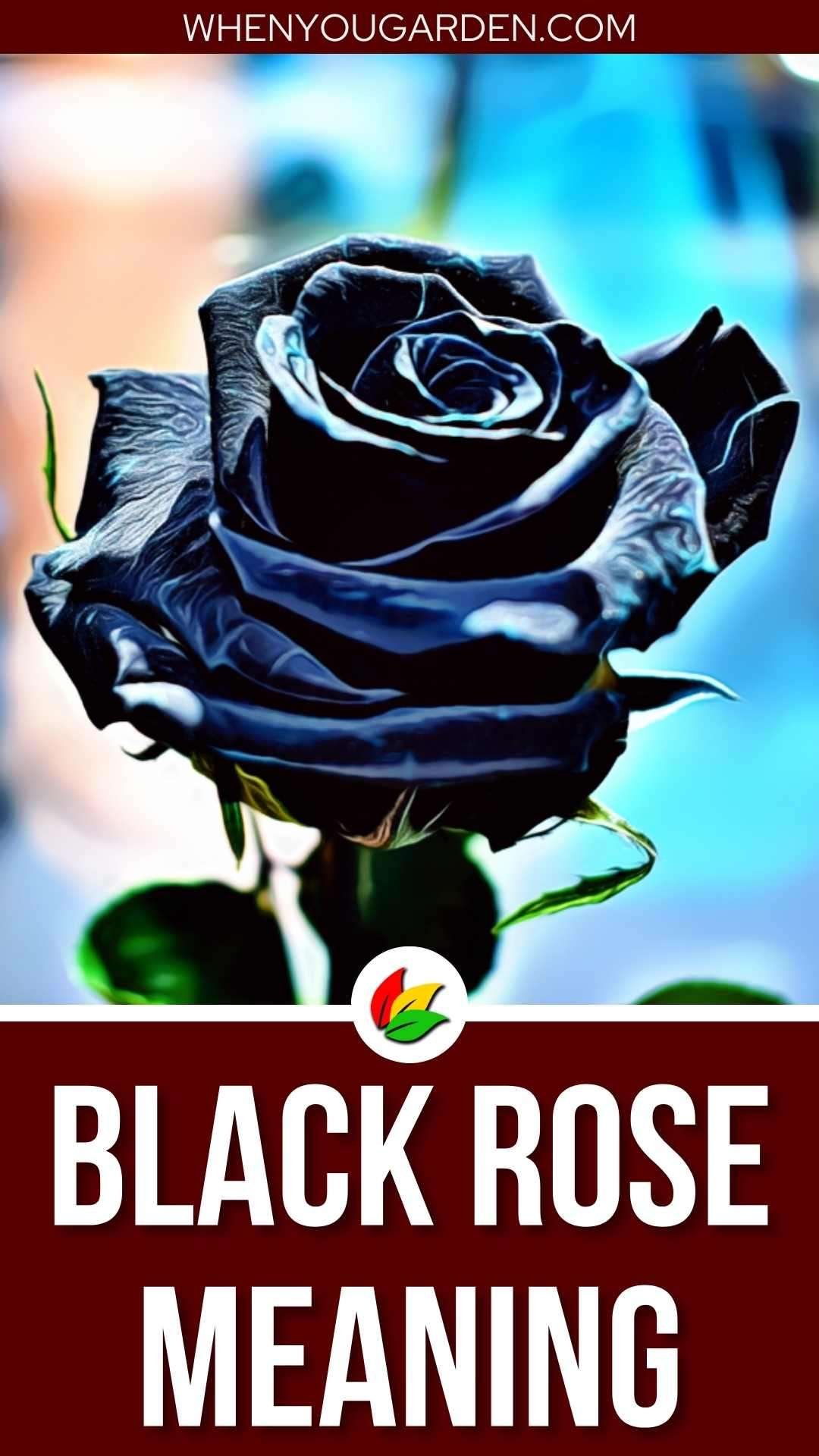 Black Rose Meaning and Symbolism