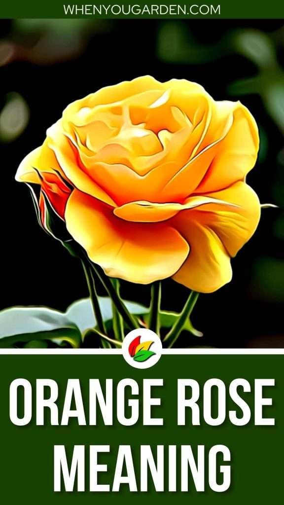 Orange Rose Meaning