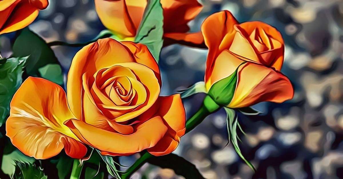 Orange Rose Meaning and Symbolism