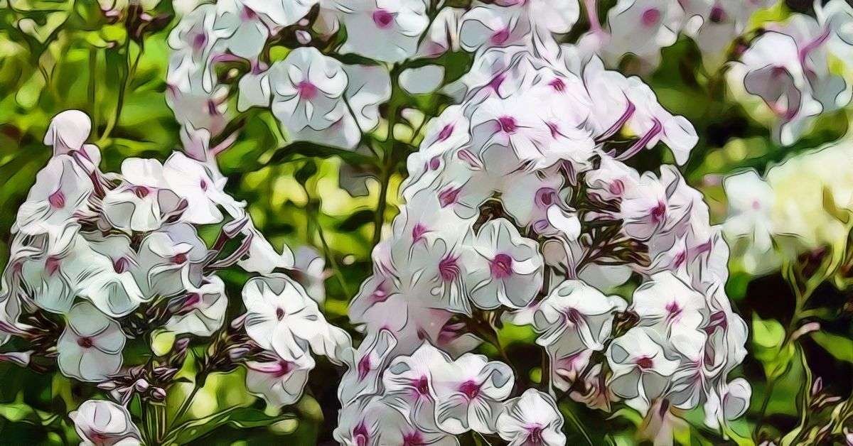 Phlox Info and Care