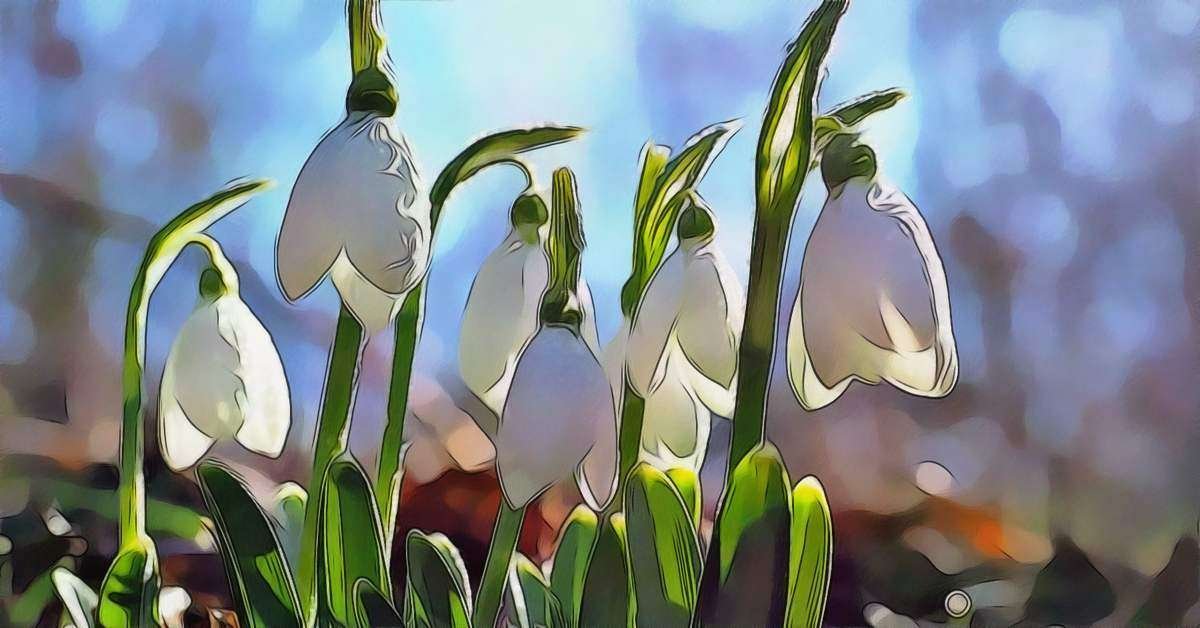 Snowdrop Flower Meaning and Symbolism