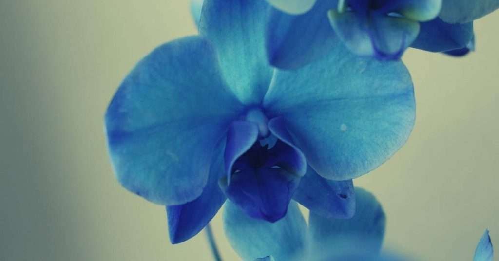 Blue Orchid Meaning