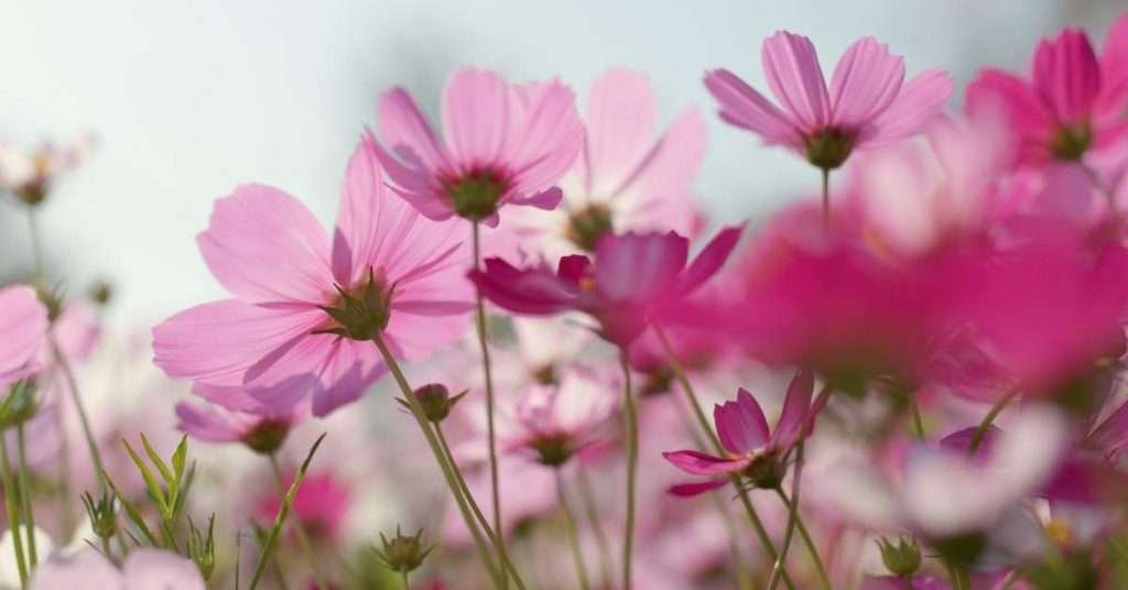 Cosmos Flower Meaning and Symbolism in Different Religions