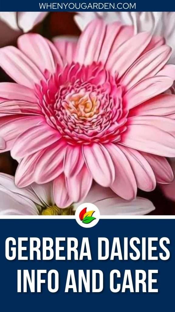 Gerbera Daisies Info and Care
