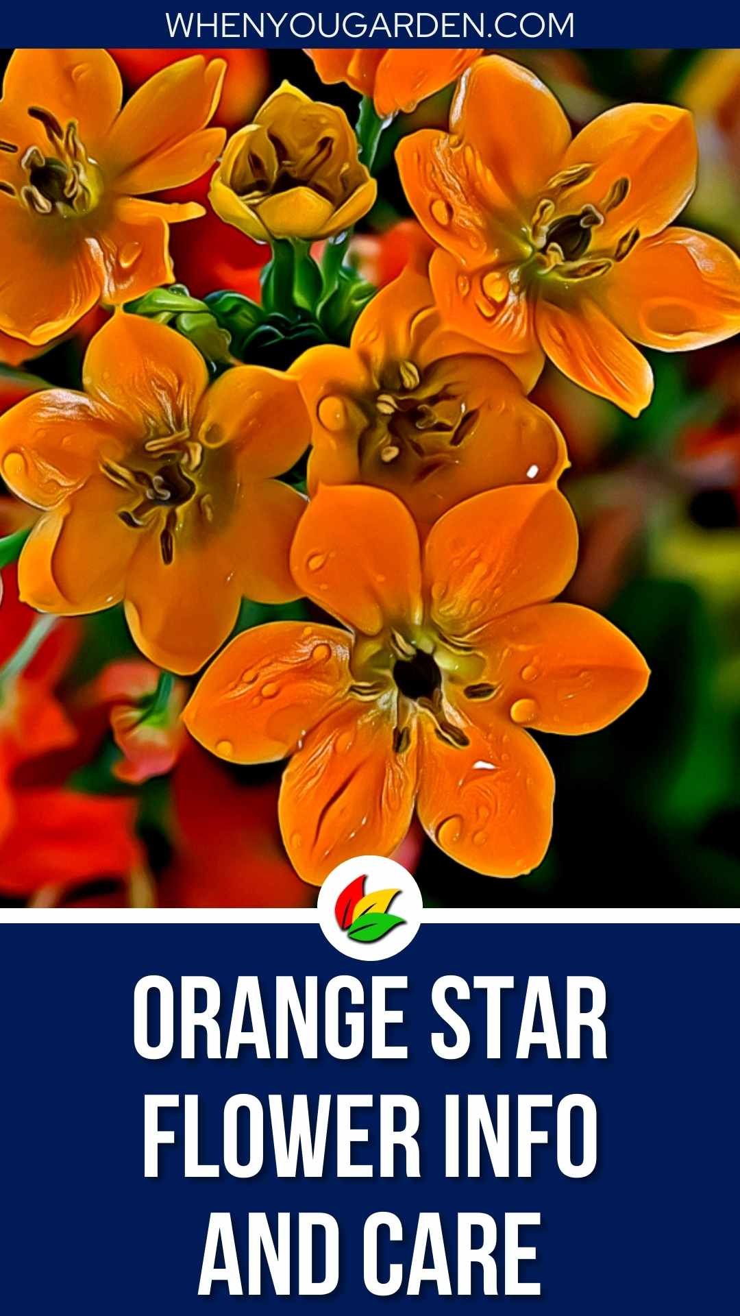Orange Star Flower: Info and Care