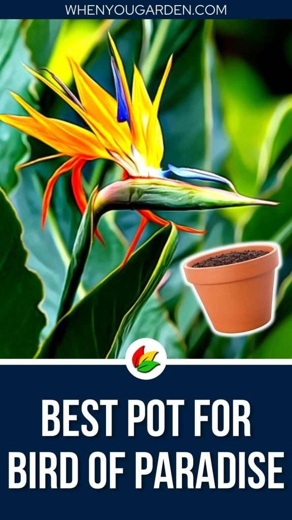 Pots for Bird of Paradise