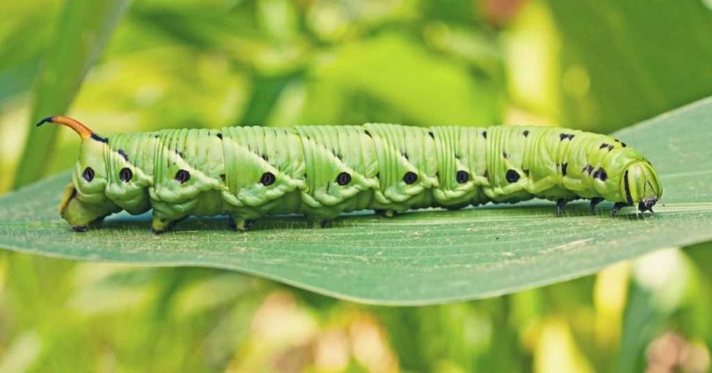 The Life Cycle of a Tomato Hornworm