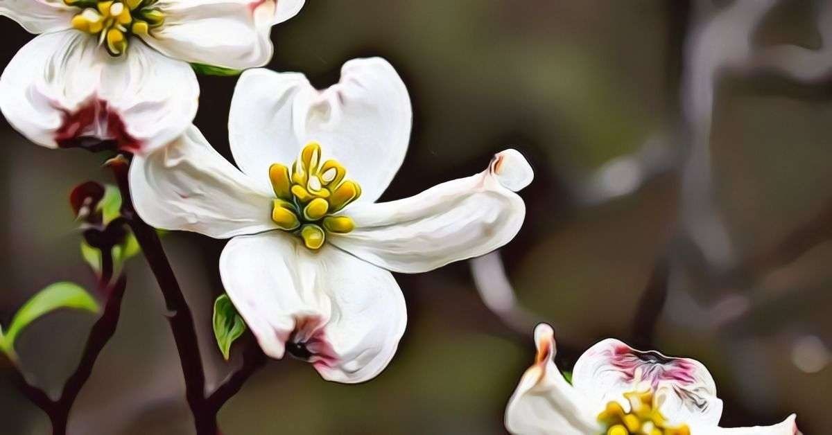 Dogwood Flower Meaning and Symbolism