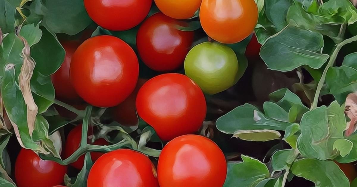 Little Bing Tomatoes