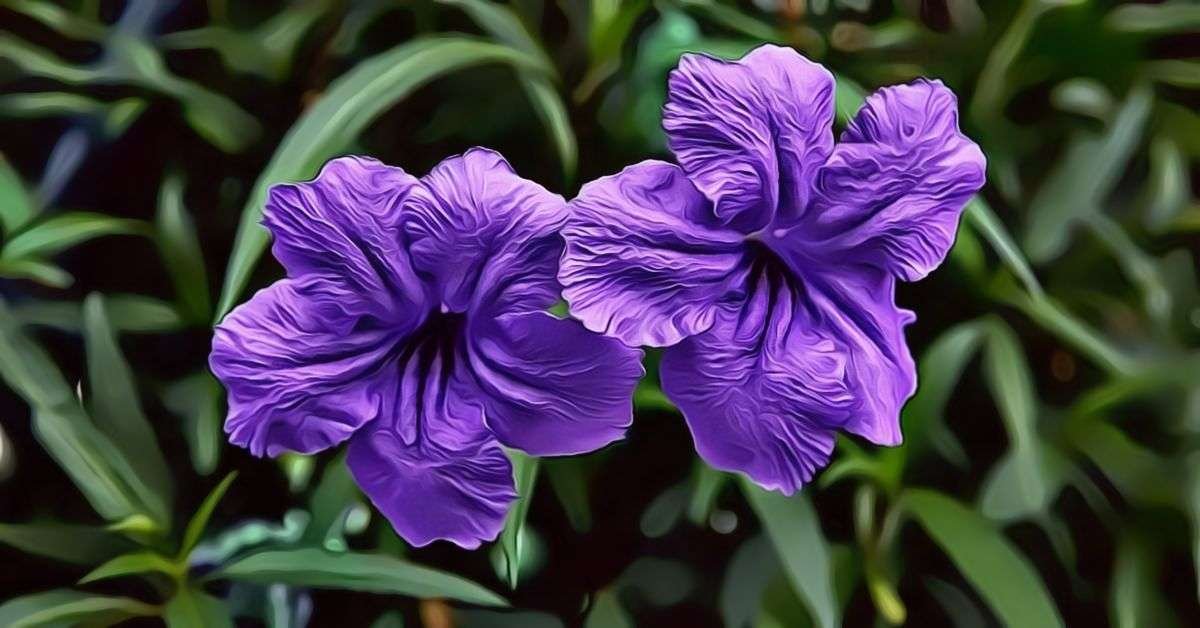 Mexican Petunia Info and Care