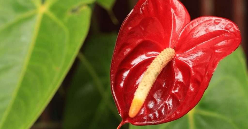 Red Calla Lilies Meaning