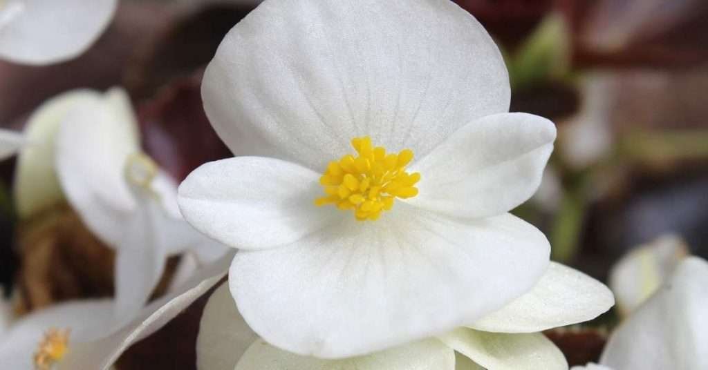 White Begonia Flower Meaning
