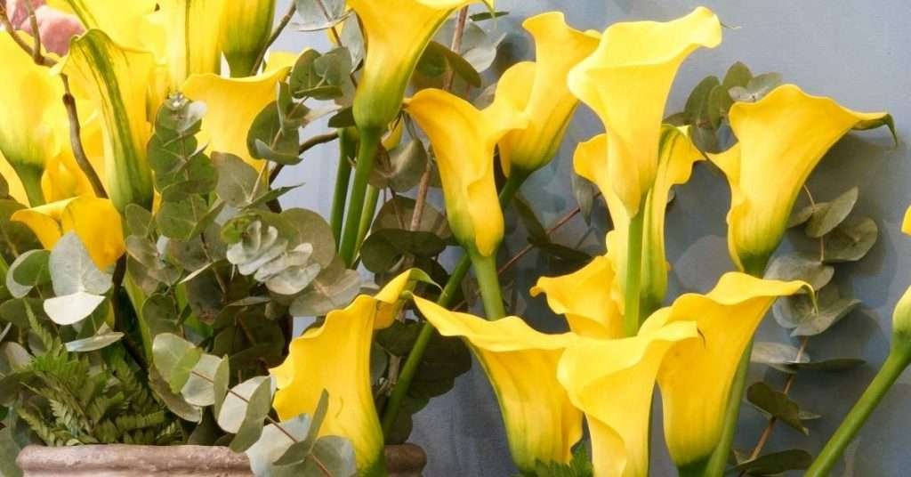 Yellow Calla Lilies Meaning